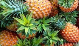 菠萝最新爆料消息,揭秘娱乐圈最新动态与幕后故事